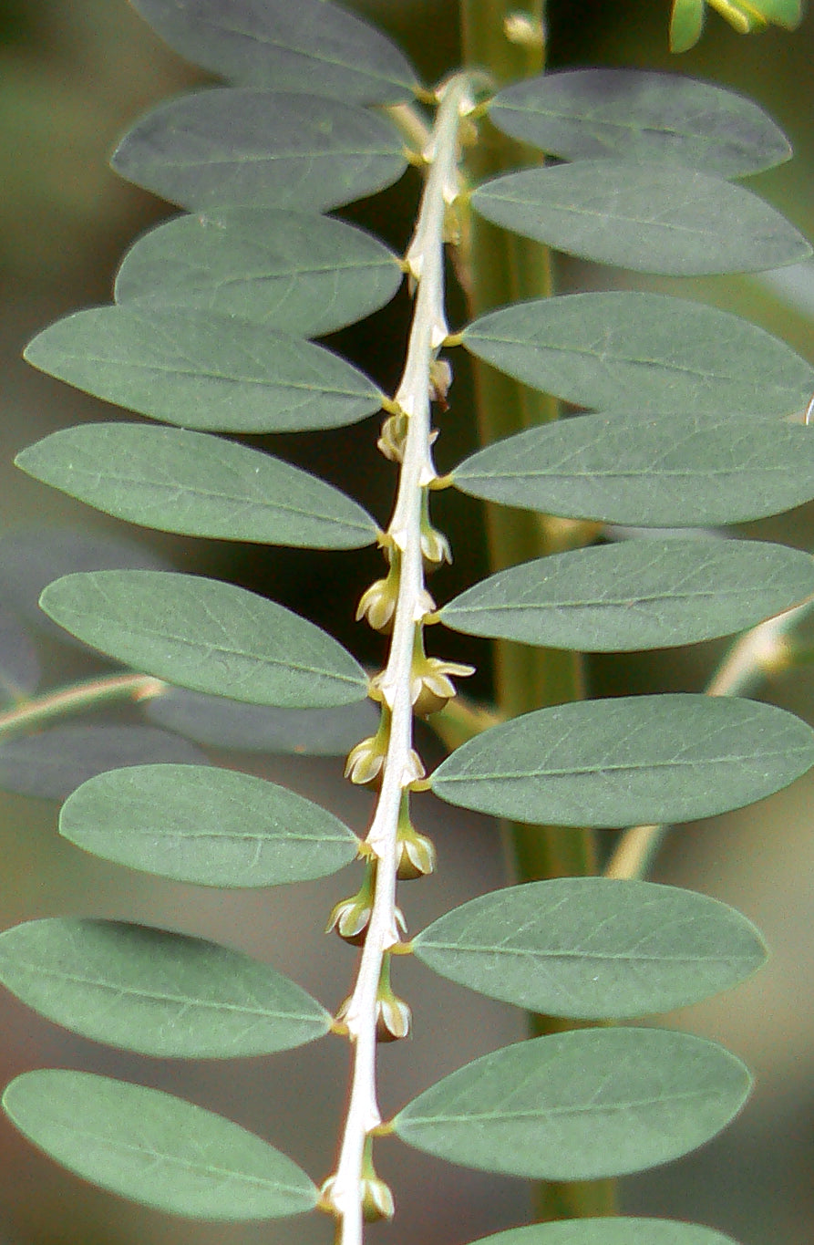 Bhui Awala / भूई आवळा / Phyllanthus sp. L.
