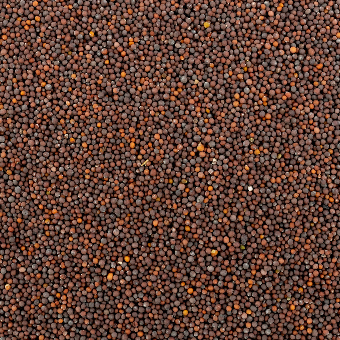 Black Mustard Seed