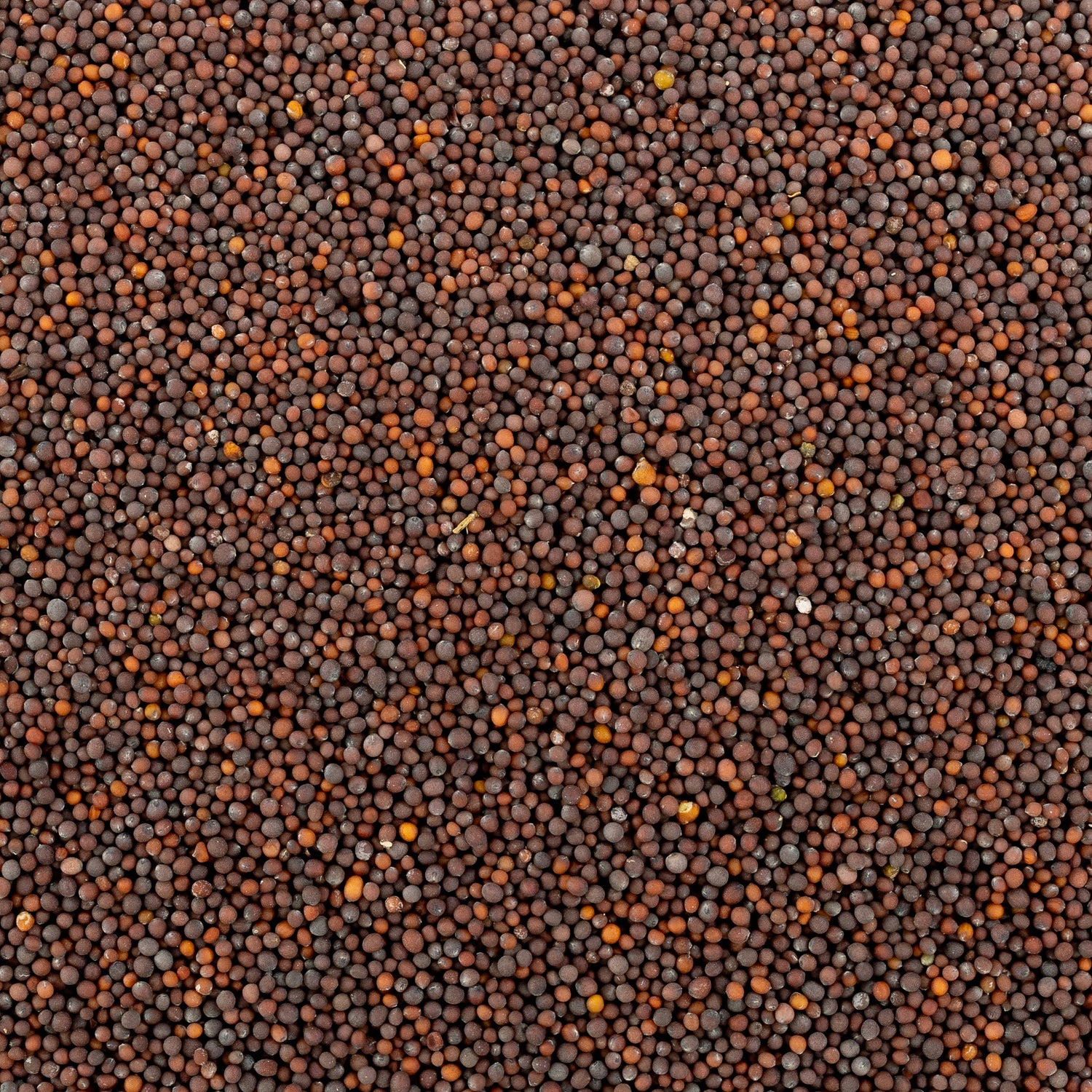 Black Mustard Seed
