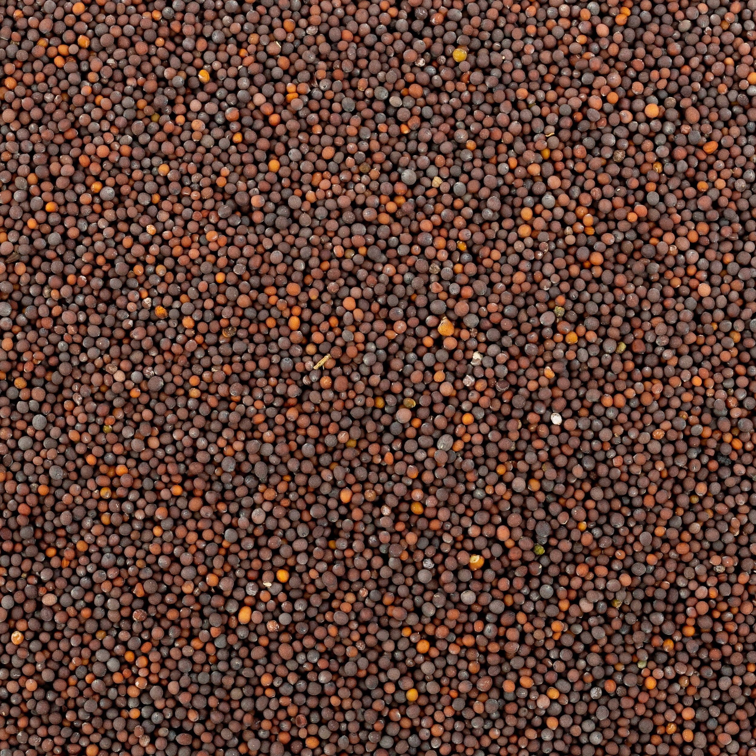 Black Mustard Seed