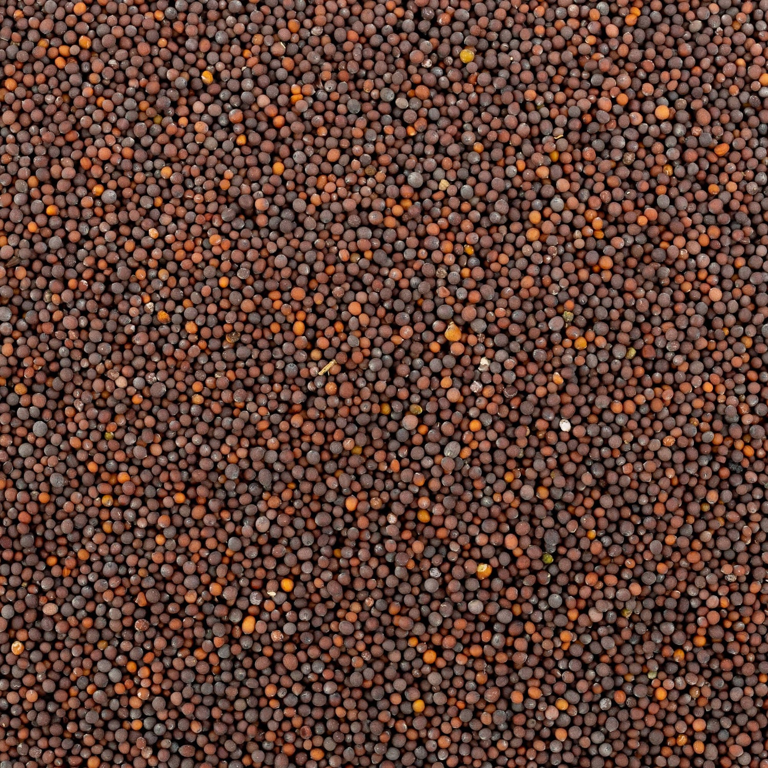 Black Mustard Seed