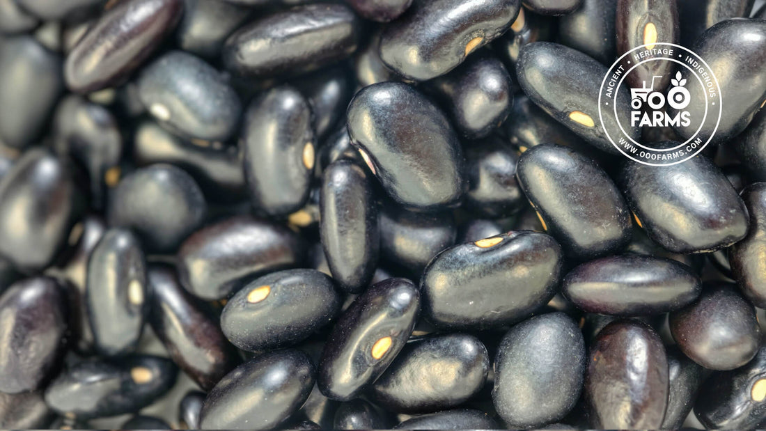 Black Rajma Beans / Kala Ghevda / काला घेवडा
