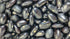 Black Rajma Beans / Kala Ghevda / काला घेवडा