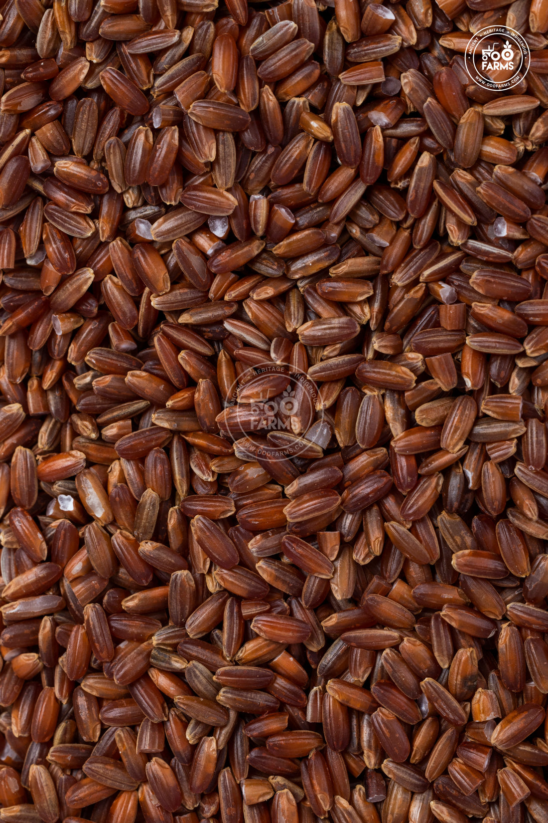 Black Rock Rice Wiki – OOO Farms
