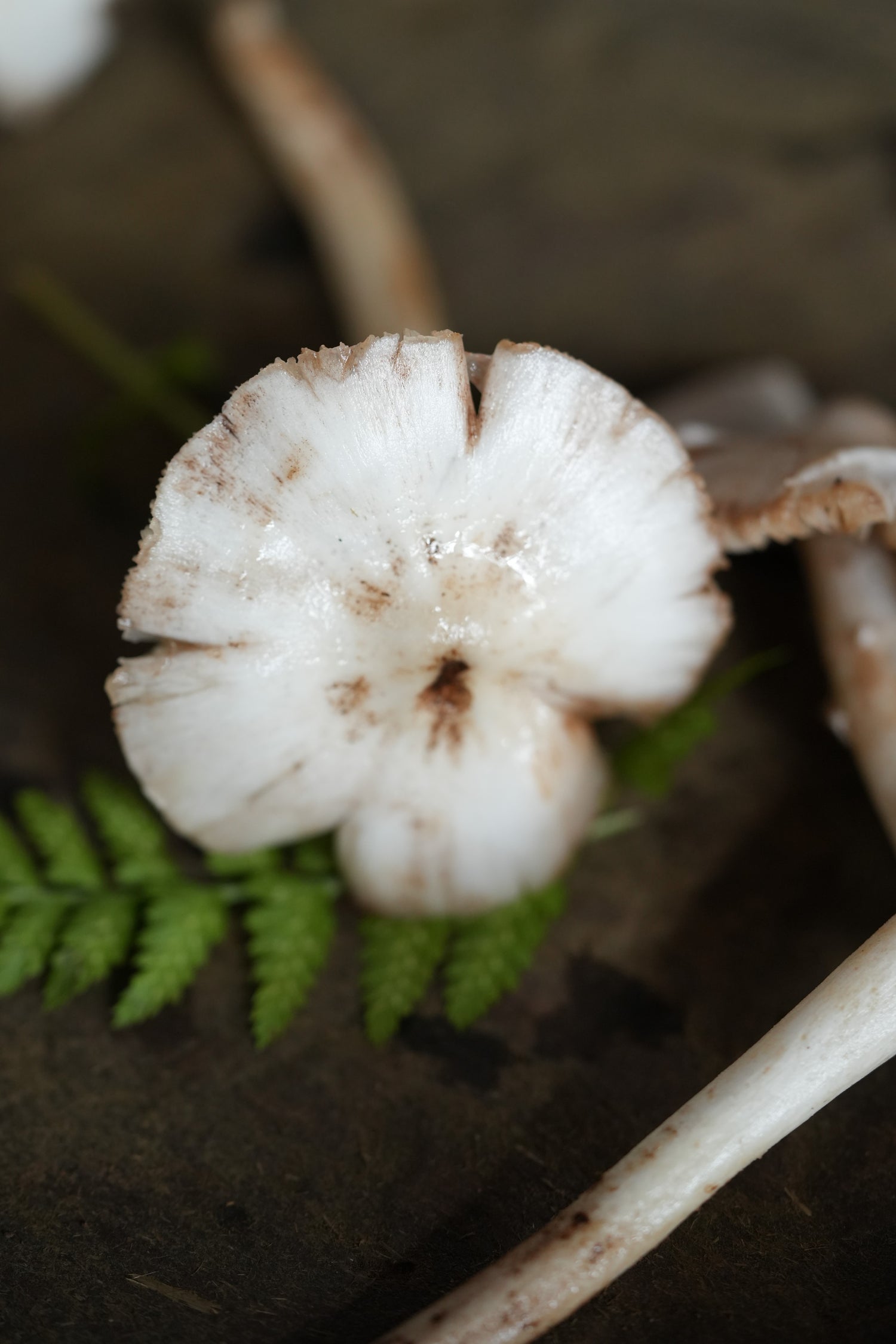Alimbi / अळिंबी / Wild Mushroom / Agaricaceae