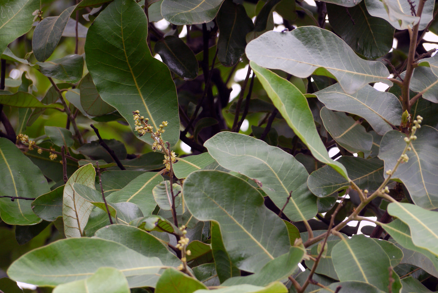 Bibba / बिब्बा / Phobi Nut Tree / Semecarpus anacardium L.f