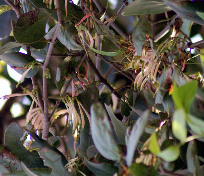 Bandgul / बांडगुळ / Honey Suckle Mistletoe / Dendrophthoe falcata (L.f.)