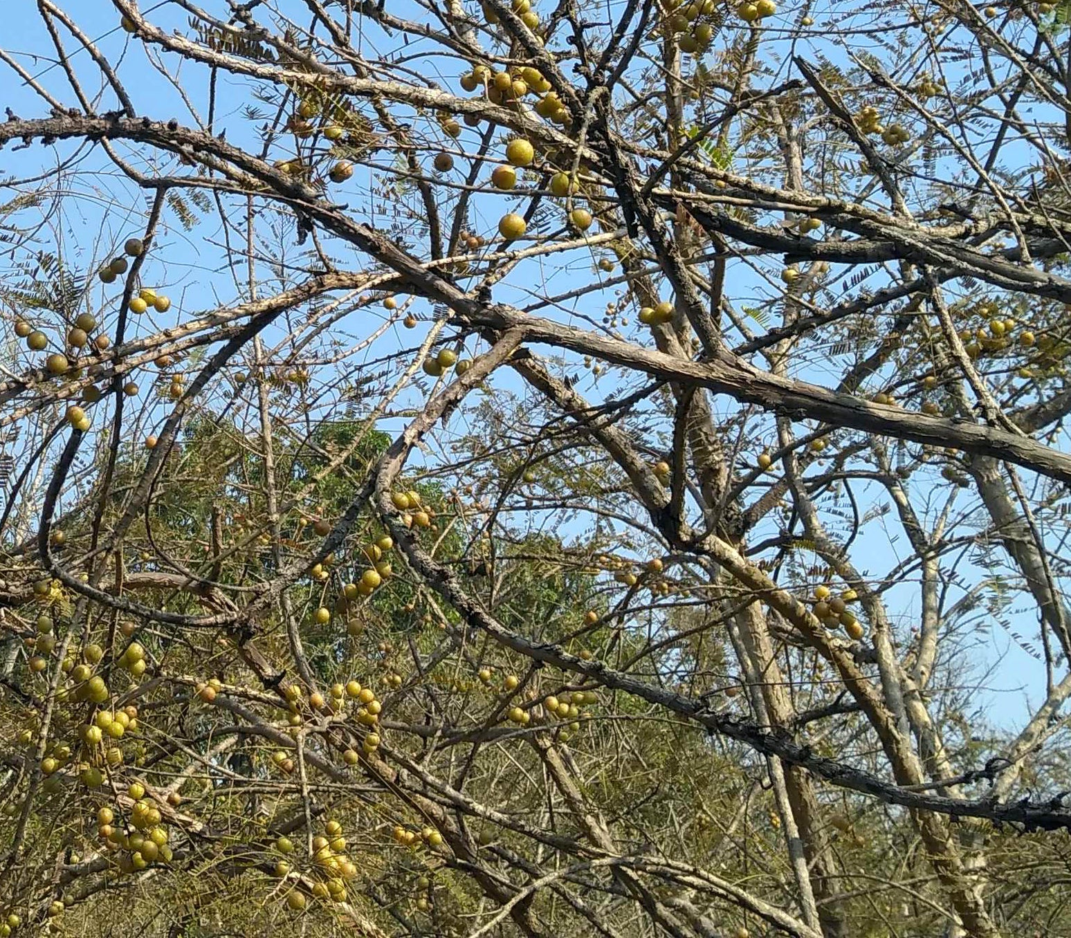 Amla / Aavla / आवळा / Indian Gooseberry / Phyllanthus emblica L