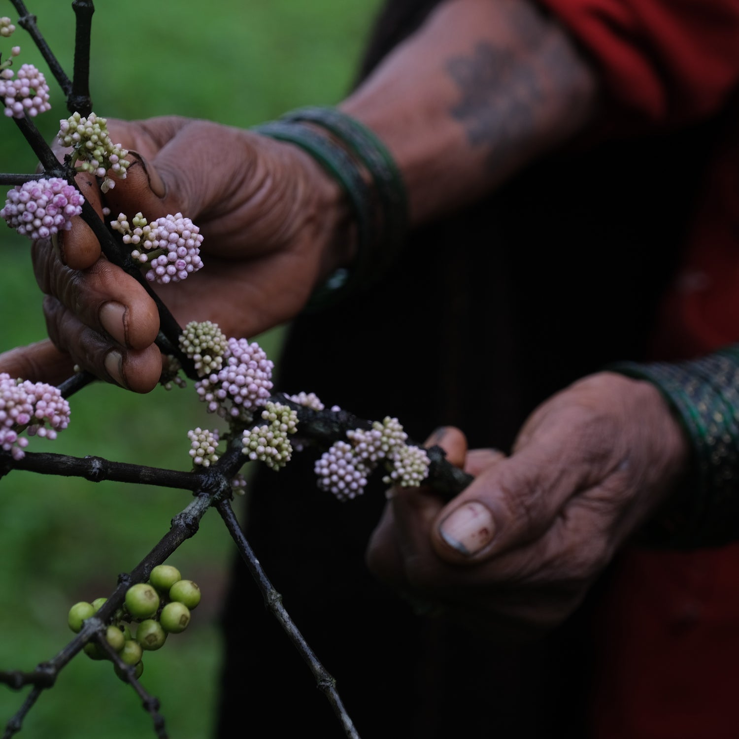 Karpa / Anjani कर्प / अंजनी