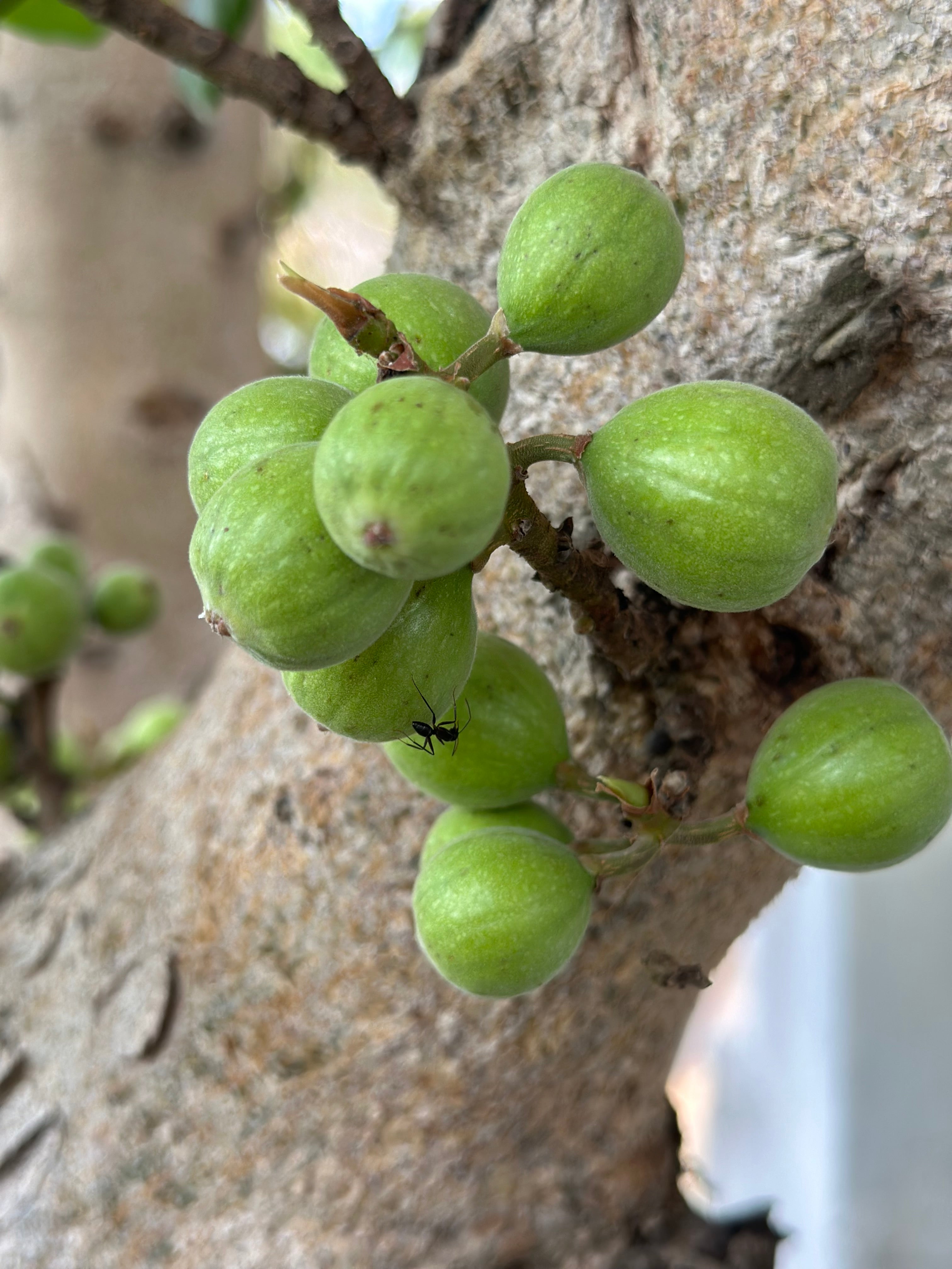 Umbar / उंबर / Umbar / Ficus racemosa L.