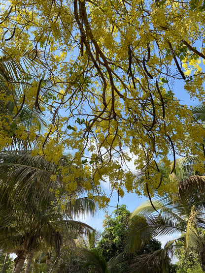 Baahva / बहावा / Golden Shower / Pudding Pipe Tree / Cassia fistula L.