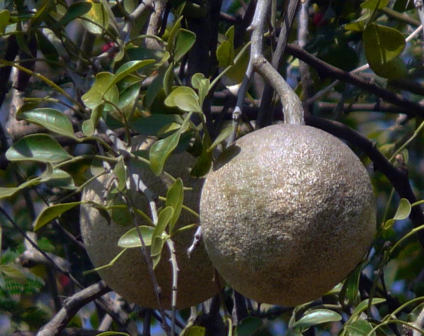 Kavath / कवठ / Wood Apple / Limonia acidissima L.