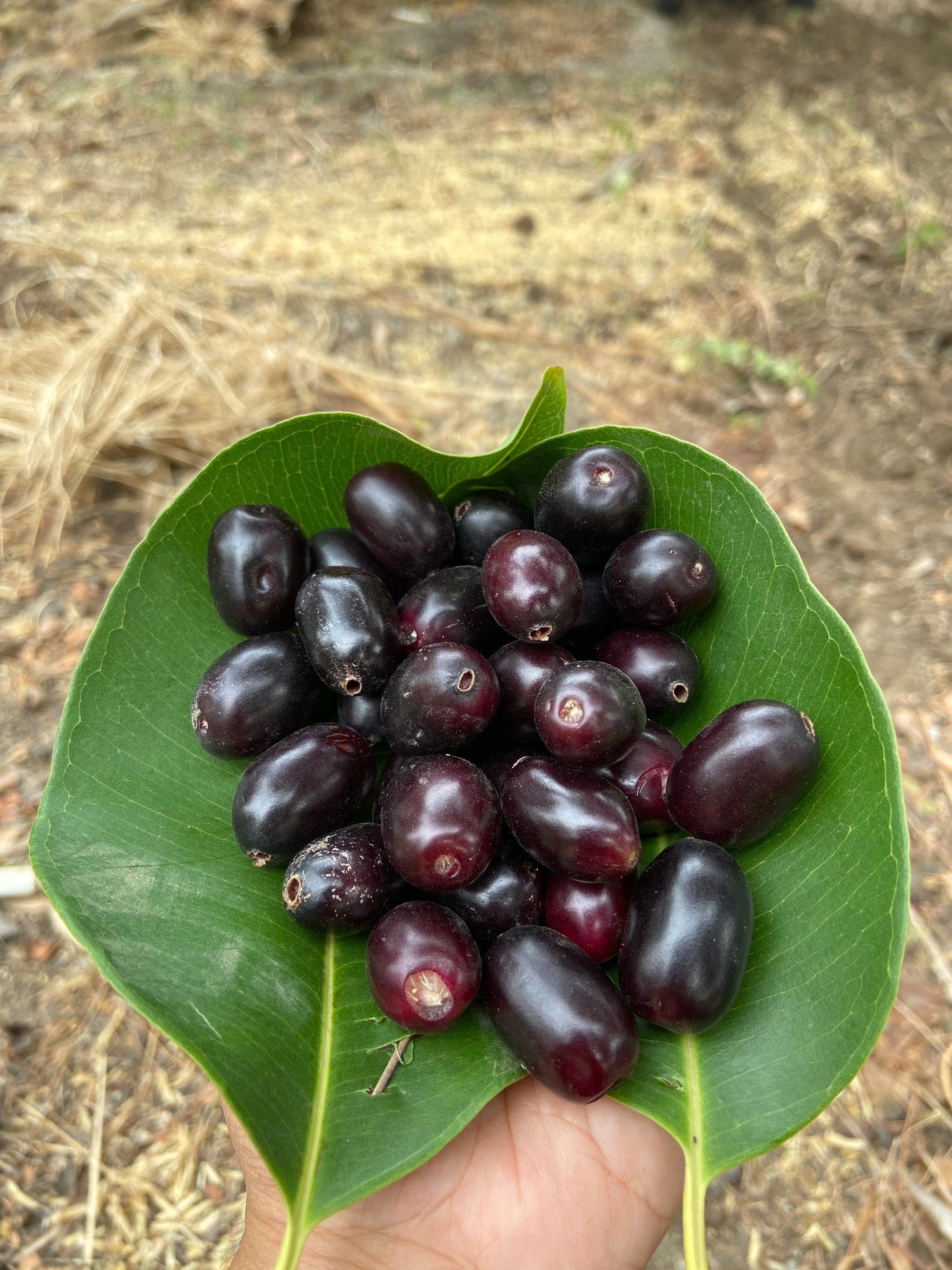 Jambul / Jamun / Dunga / Jammi / जांभूळ / Malabar Plum / Jamun / Syzygium cumini (L.) Skeels