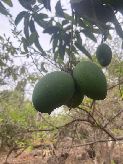Amba / आंबा / Mango / Mangifera indica L.