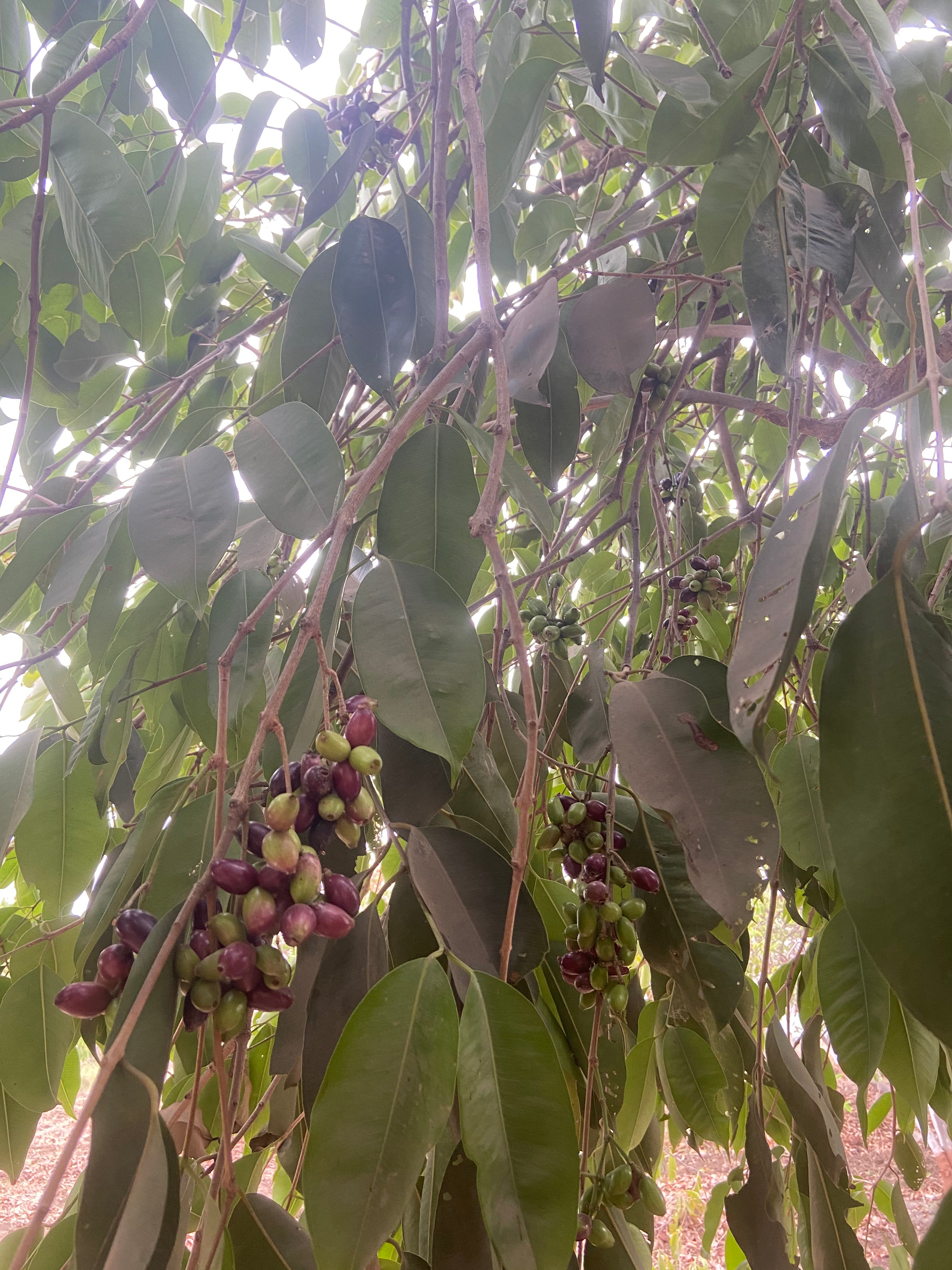 Jambul / Jamun / Dunga / Jammi / जांभूळ / Malabar Plum / Jamun / Syzygium cumini (L.) Skeels