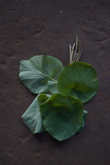 Khadak Teri / खडक तेरी / Shield Leaf Ariopsis / Ariopsis peltata Nimmo