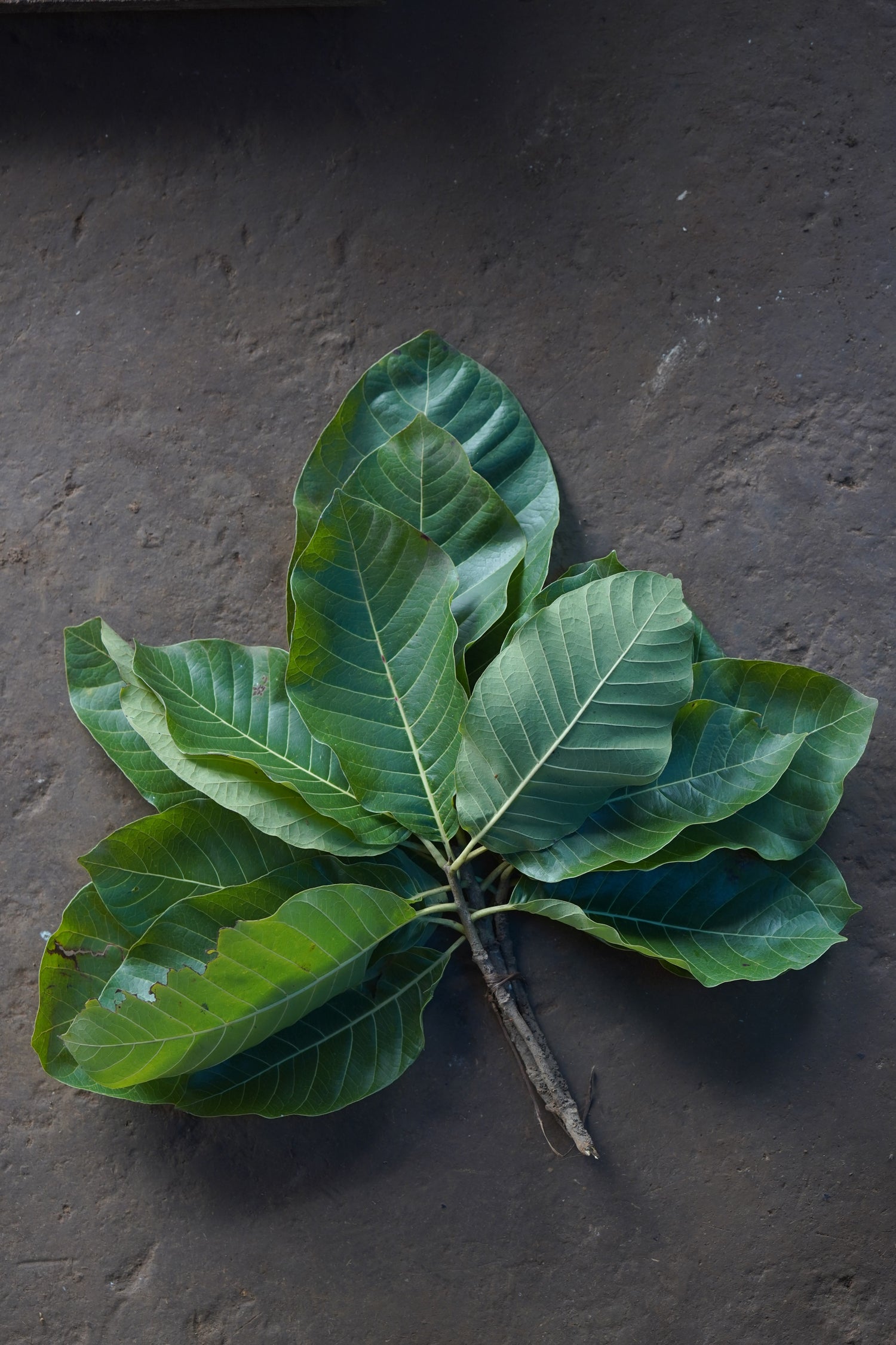 Moh / Mohati / मोह / मोहाटी / Mahua / Madhuca longifolia
