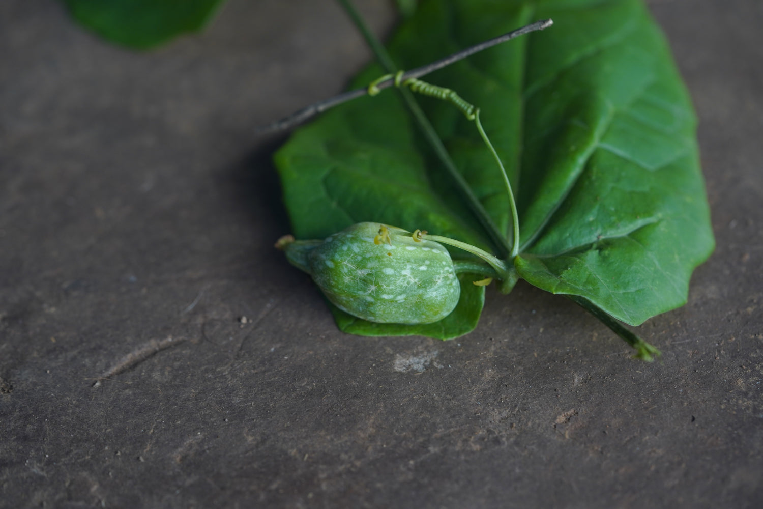 Gometi / गोमेटी / Creeping Cucumber / Solena amplexicaulis