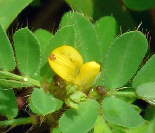 Kawla / Lakshman Booti / कवला / Congested Flower Smithia / Smithia conferta Sm.