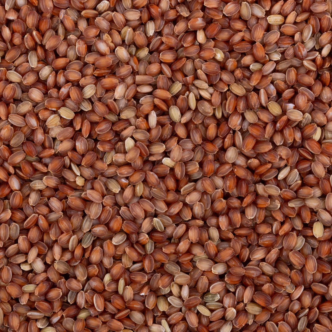 Kurwa Rice (Unpolished) Kurwa Rice (Unpolished)