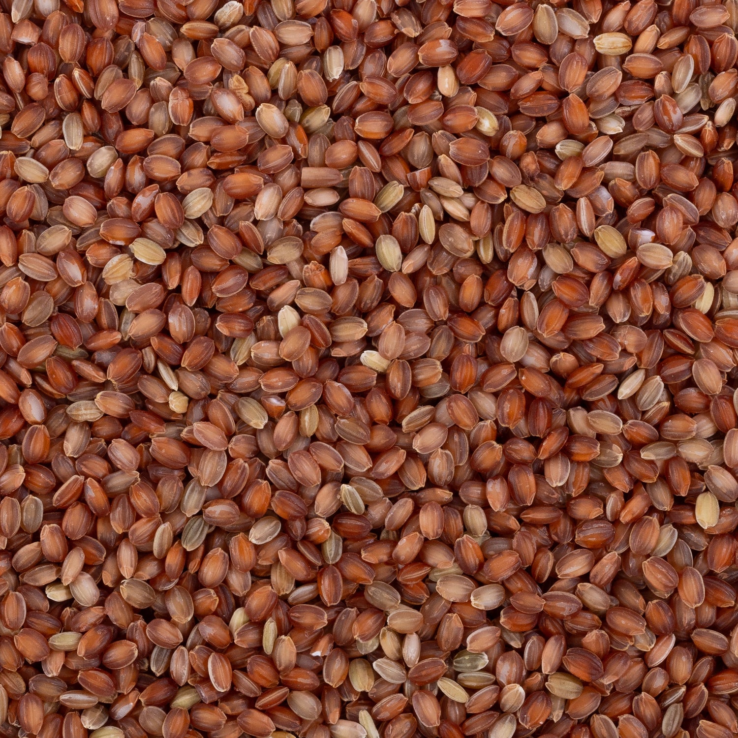 Kurwa Rice (Unpolished)