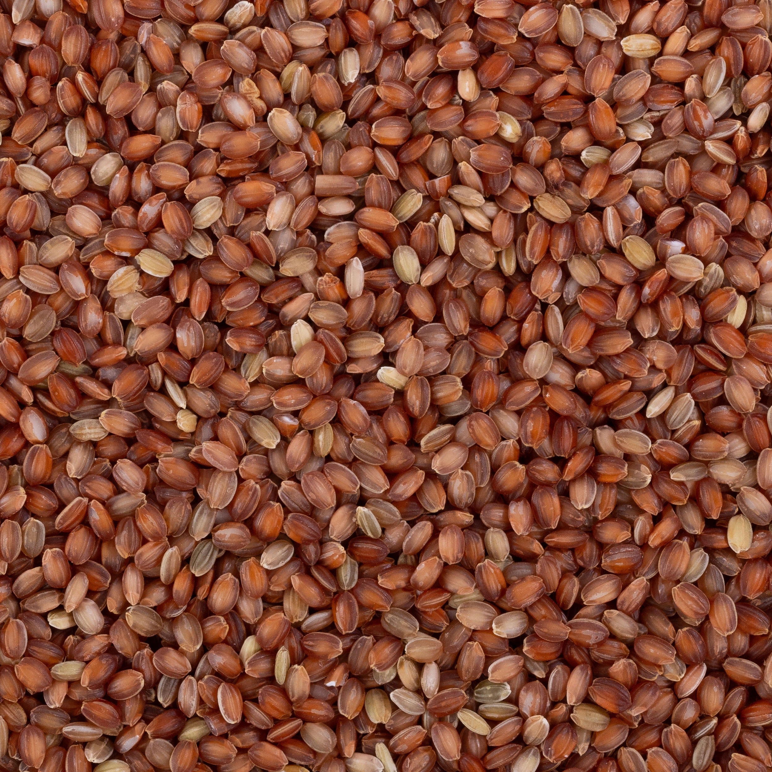Kurwa Rice (Unpolished)