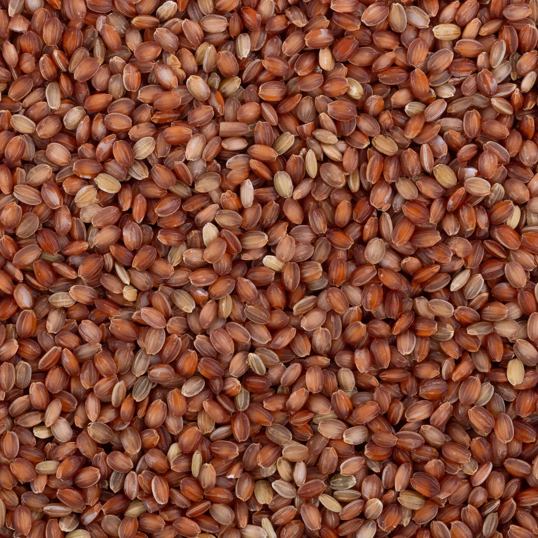 Kurwa Rice (Unpolished)