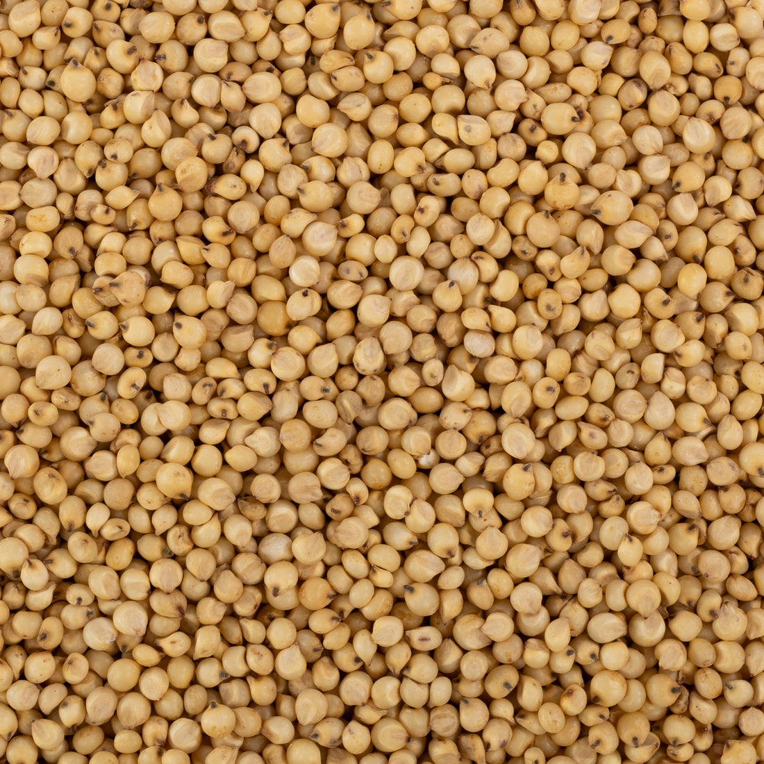 Maldandi Sorghum / मालदंडी जुवार