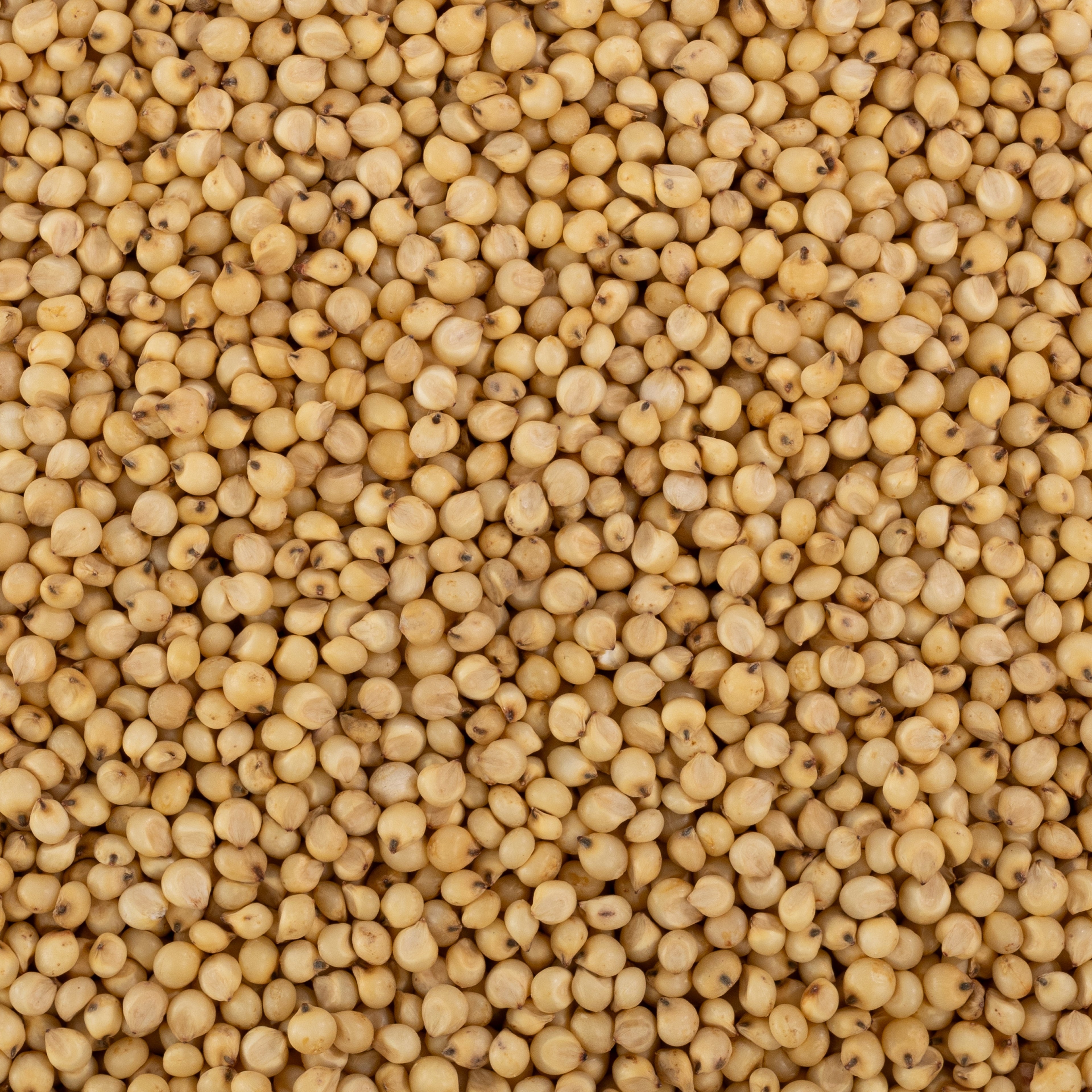 Maldandi Sorghum / मालदंडी जुवार