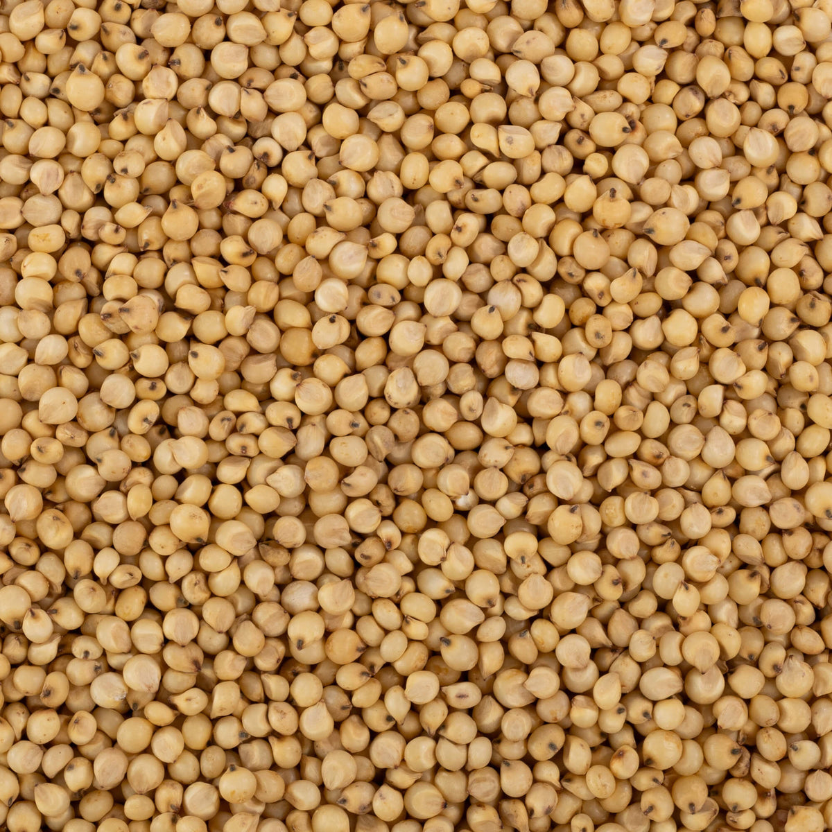 Maldandi Sorghum / Maldandi Jowar / मालदंडी जुवार