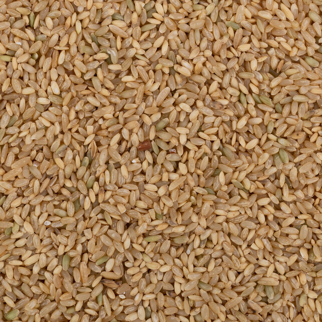 Mohanbhog Rice (Unpolished)