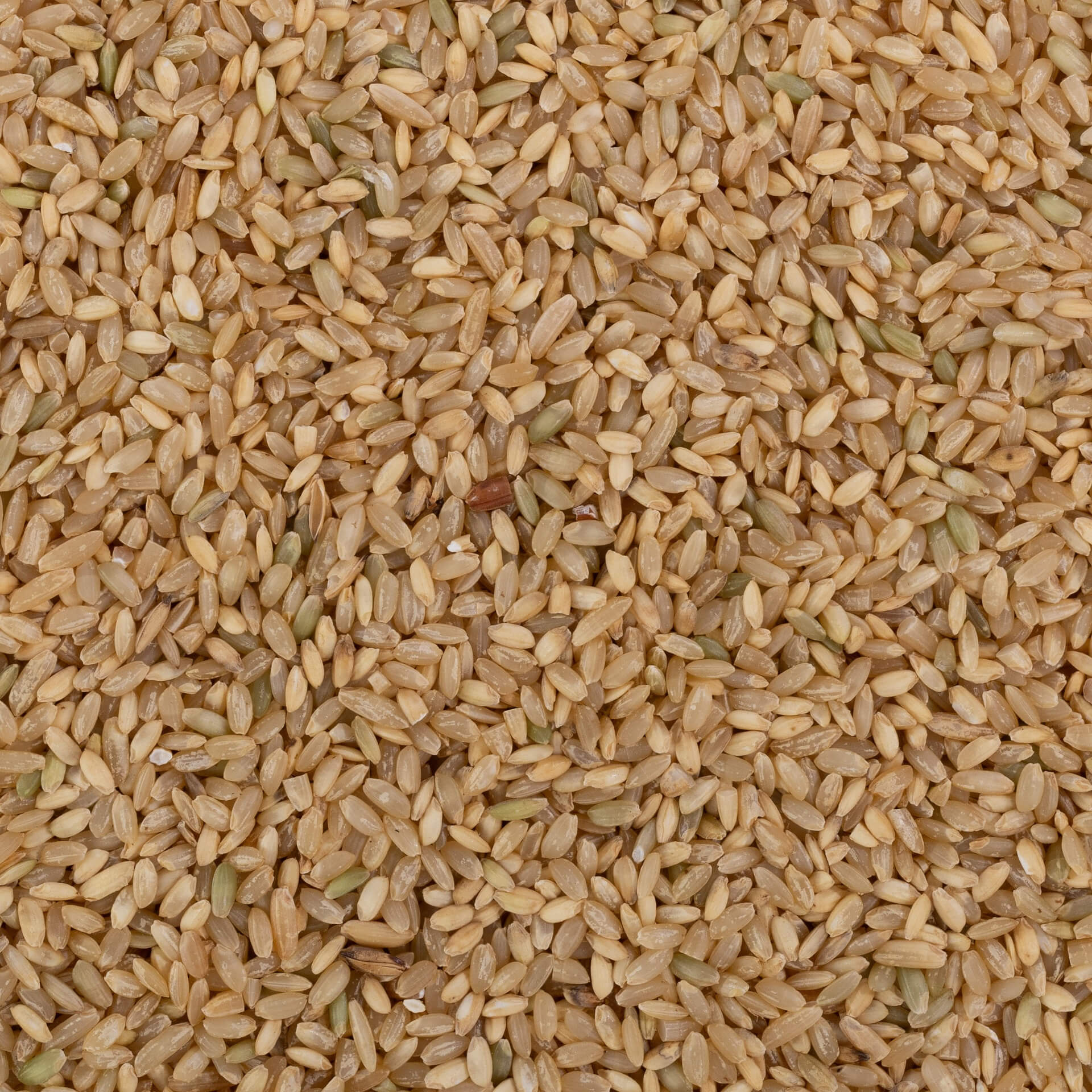 Maghoot Rice Mohanbhog Rice (Unpolished) – OOO Farms
