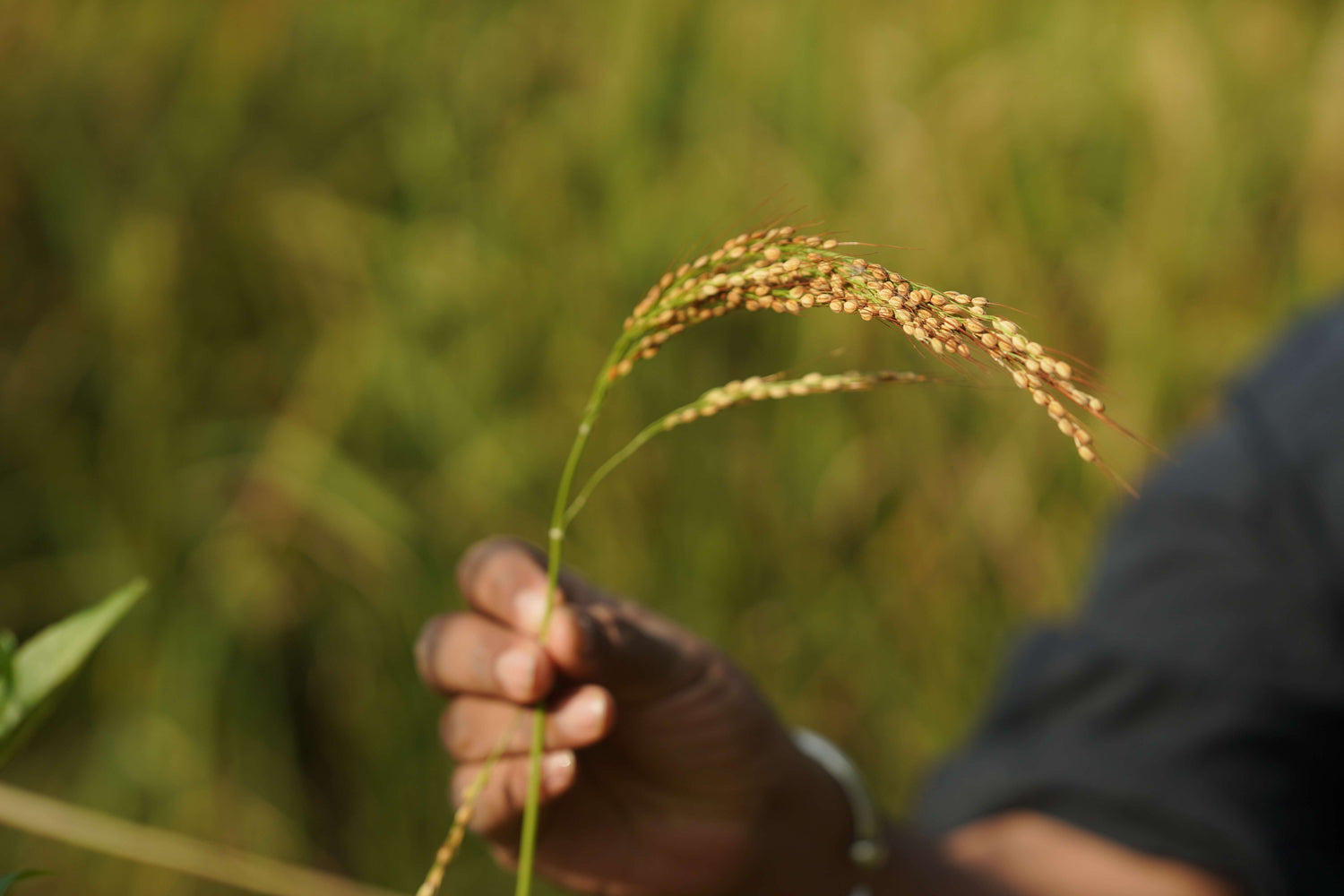 Native Tulshya Rice