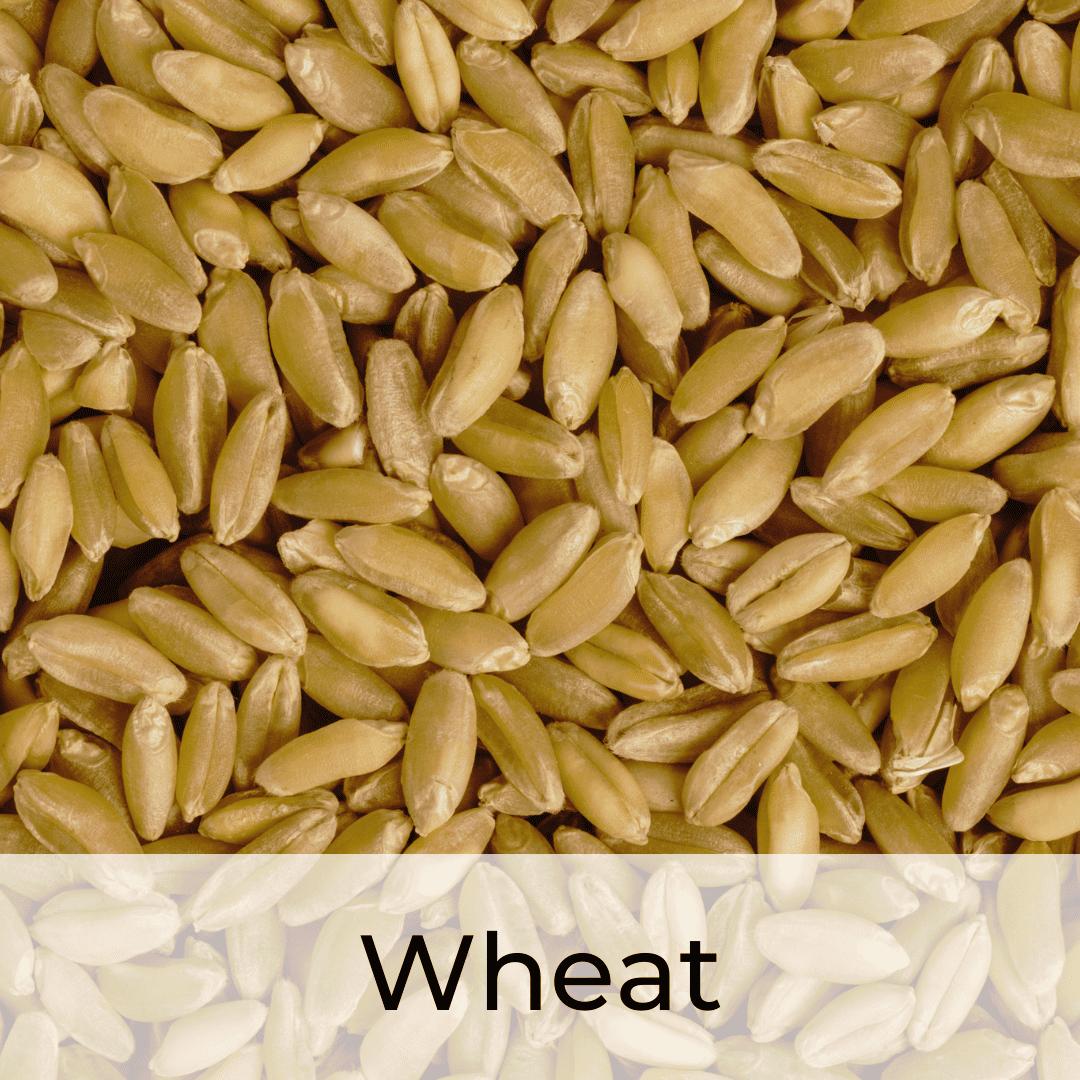 OOO Farms Wheat