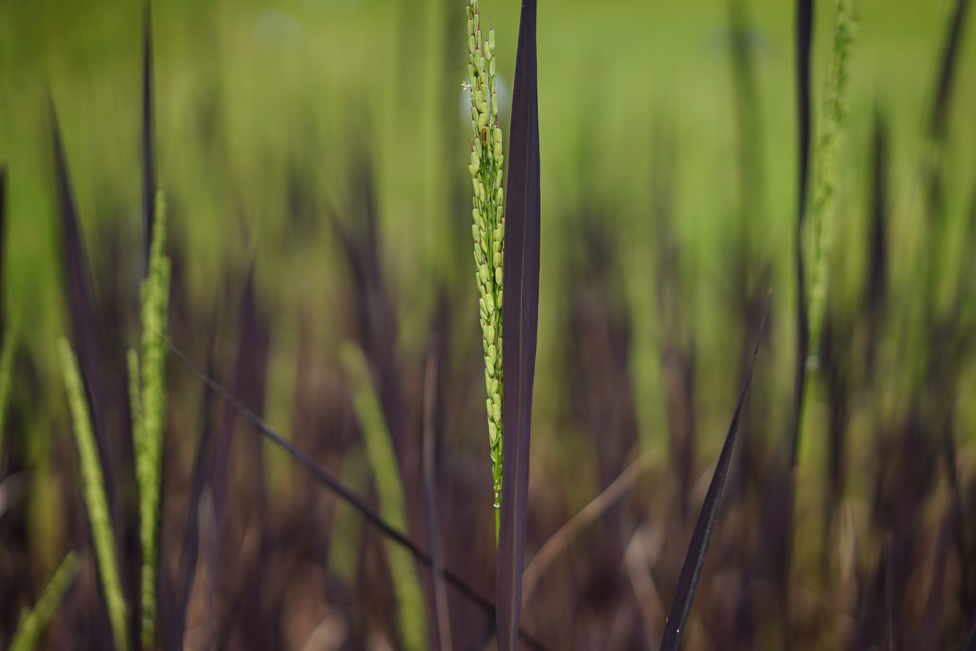 OOO Farms Rice in Field