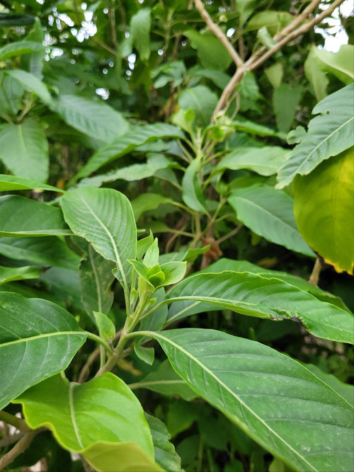 Adulsa / अडुळसा / Malabar Nut / Justicia adhatoda L.