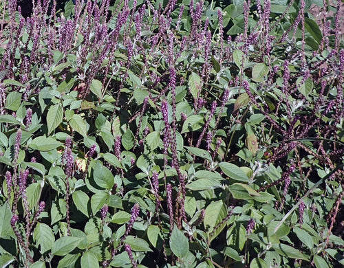 Agheda / Achira / आघेडा / अचिरा / Chaff Flower / Devil’s Horsewhip / Achyranthes aspera L.