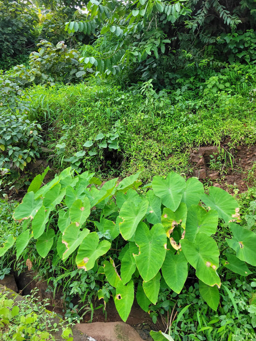 Alu / Tera | अळू / तेरा Taro Colocasia esculenta