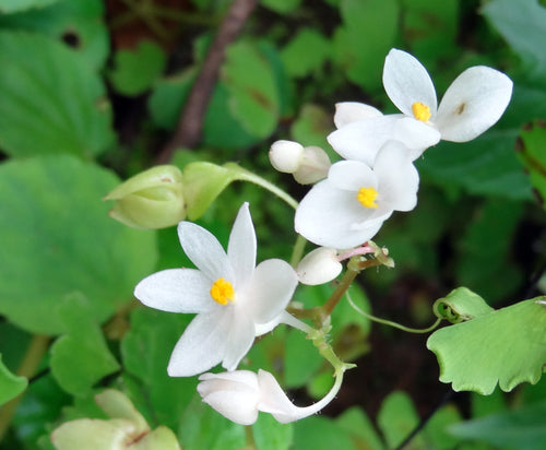 Ambuti / अंबुती / Begonia / Begonia crenata