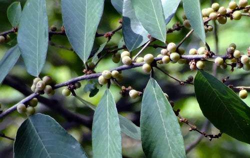 Asand / आसंद / Spinous Kino Tree / Bridelia retusa