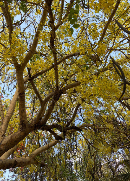 Baahva | बहावा Golden Shower / Pudding Pipe Tree Cassia fistula L.