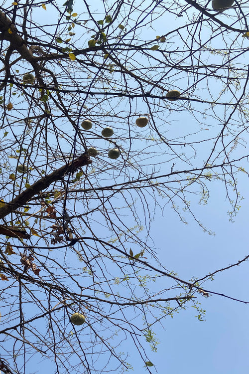 Bel / बेल / Bengal Quince / Aegle marmelos (L.)