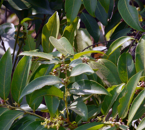 Bhoma / भोमा / Glochidion ellipticum Wight