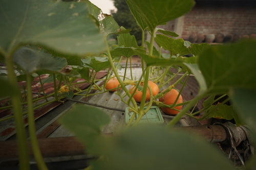 Bhopla / Dangar / भोपळा /डांगर / Winter Squash / Cucurbita maxima