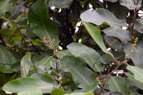 Bibba | बिब्बा Phobi Nut Tree Semecarpus anacardium L.f