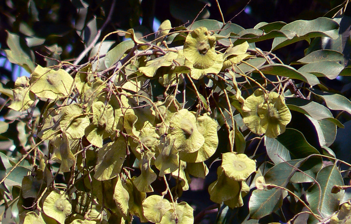 Bivla / Bija / बिवळा /बिजा / Malabar Kino / Pterocarpus marsupium – OOO Farms