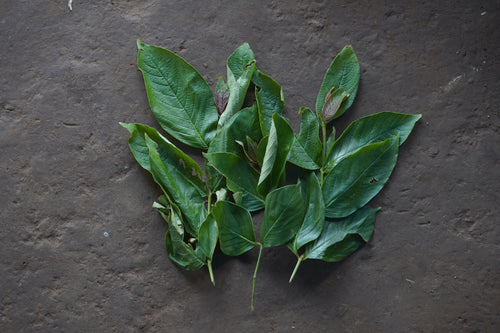 Bondara / बोनडारा / Queen Crepe Myrtle / Lagerstromea parviflora