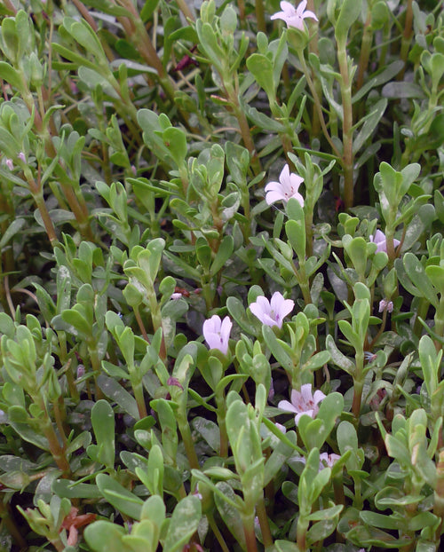 Brahmi / ब्राह्मी / Bacopa monnieri (L.) Pennell