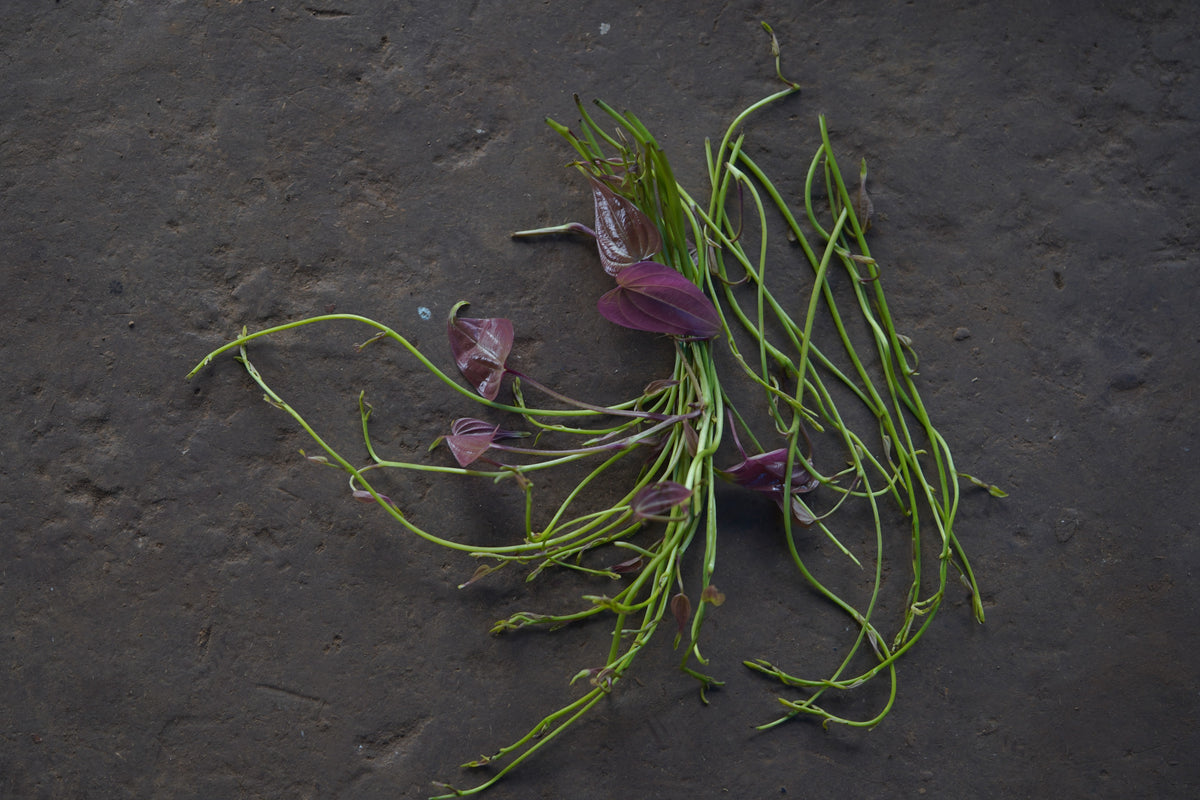 OOO Farms Wild Food Chai