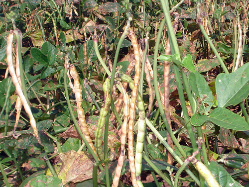 Chavli / चवळी / Black Eyed Pea / Vigna unguiculata (L.)